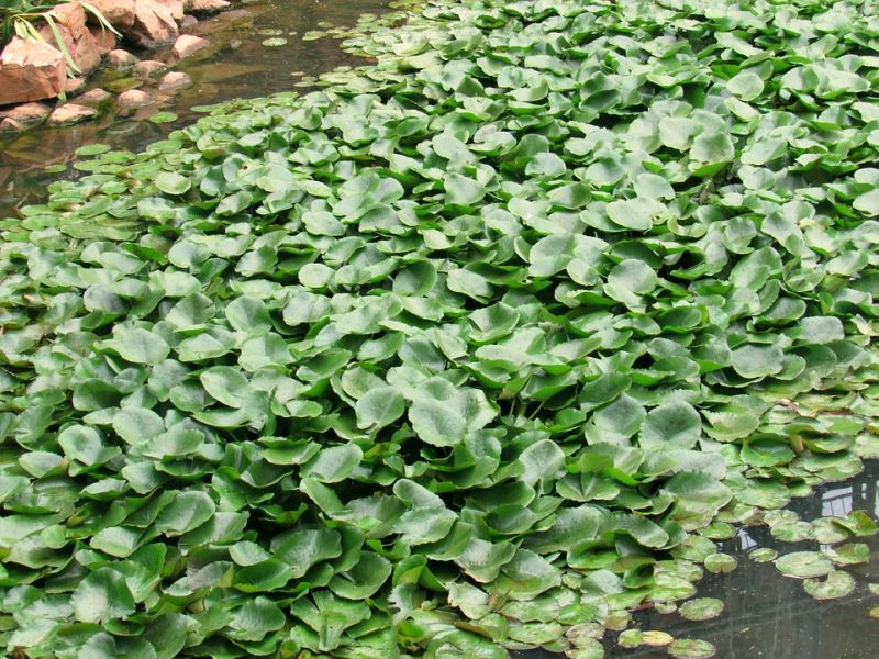 water-hyacinth-1244981_960_720.jpg